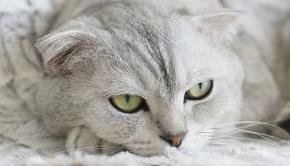 乐鱼体育(中国)官方网站-美国反曲弓女队在世界大学生射箭锦标赛中获得银牌，反曲弓世界纪录